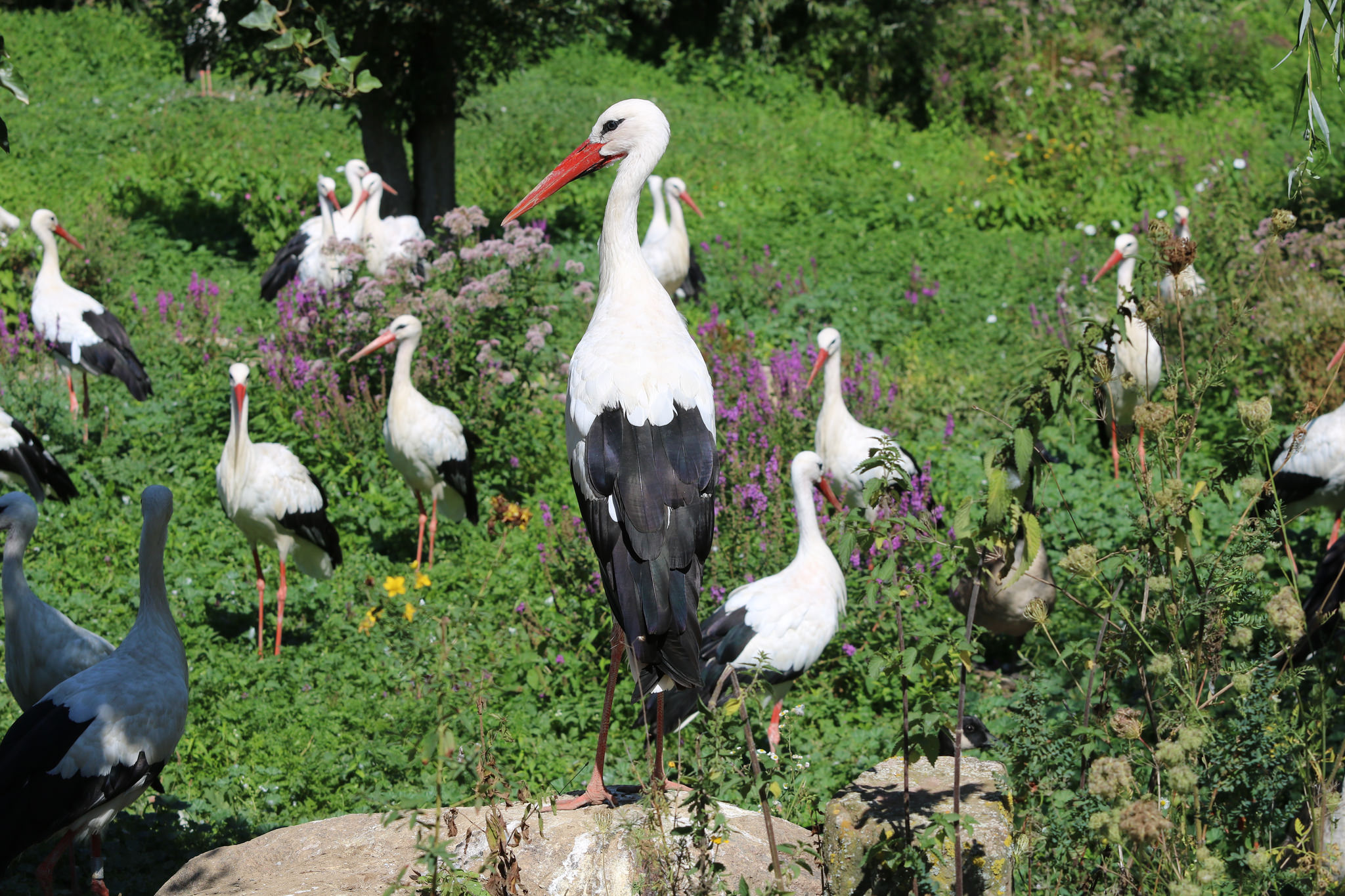 NaturOparC (eg Reintroduction Center), Hunawihr